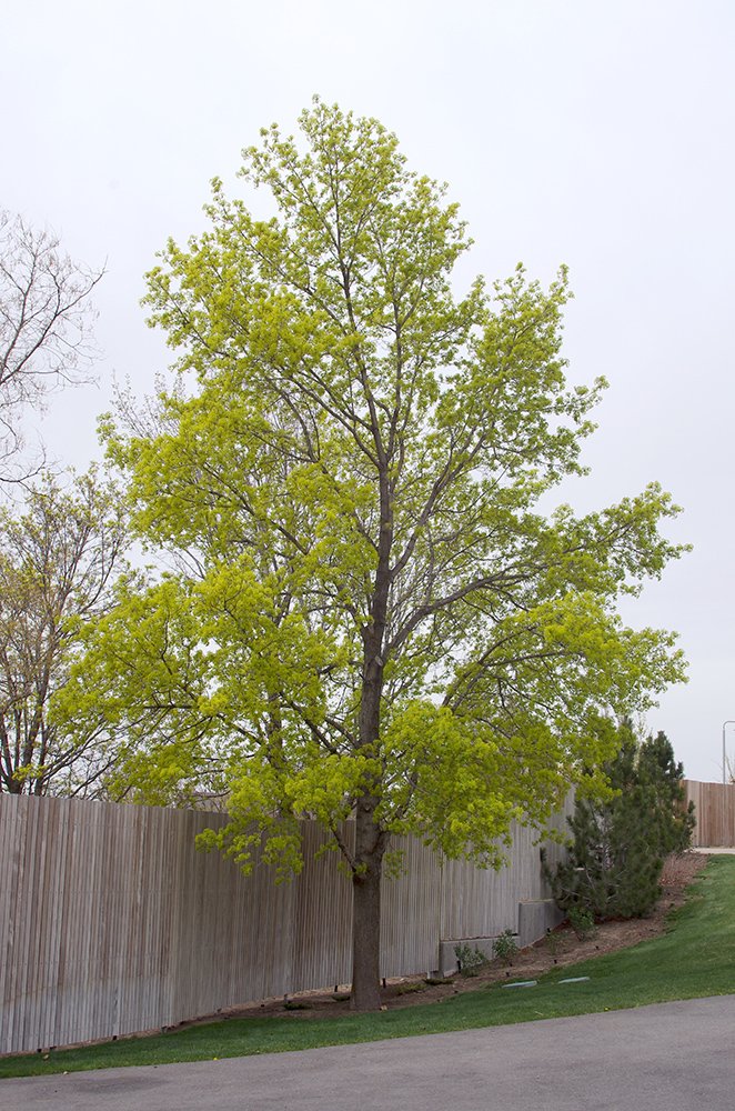 Acer platanoides Habit in Flower JWB15.JPG