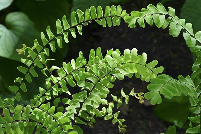 Adiantum-pedatum-Leaves-1-GLE23