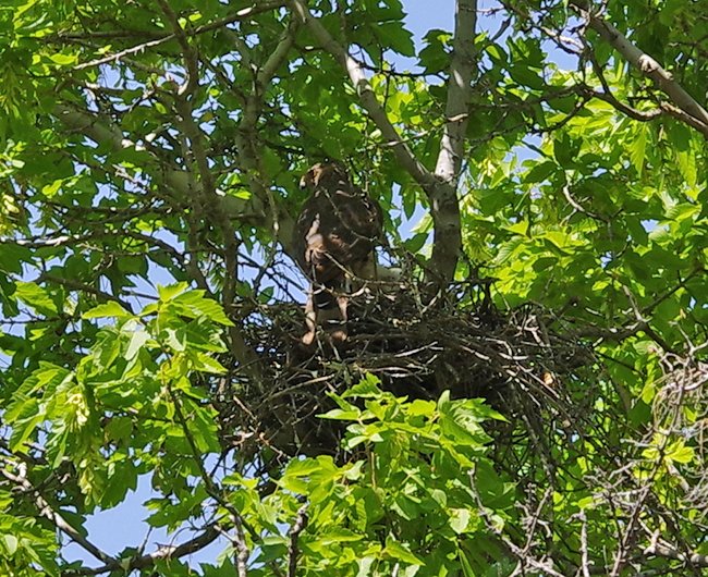 Adult-Cooper's-Hawk-lightened-Zoomed-in-Summer-HMS25