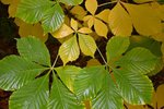 Aesculus-hippocastanum-'Baumannii'-Fall-Leaves-1-GLE21.JPG