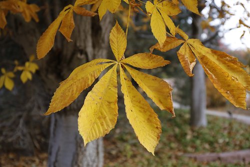 Aesculus-hippocastanum-Fall-Leaves-1-FAW18.JPG