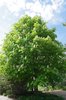 Aesculus-hippocastanum-Habit-in-Flower-1-LEG18.JPG