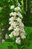 Aesculus-hippocastanum-Inflorescence-1-LEG18.JPG