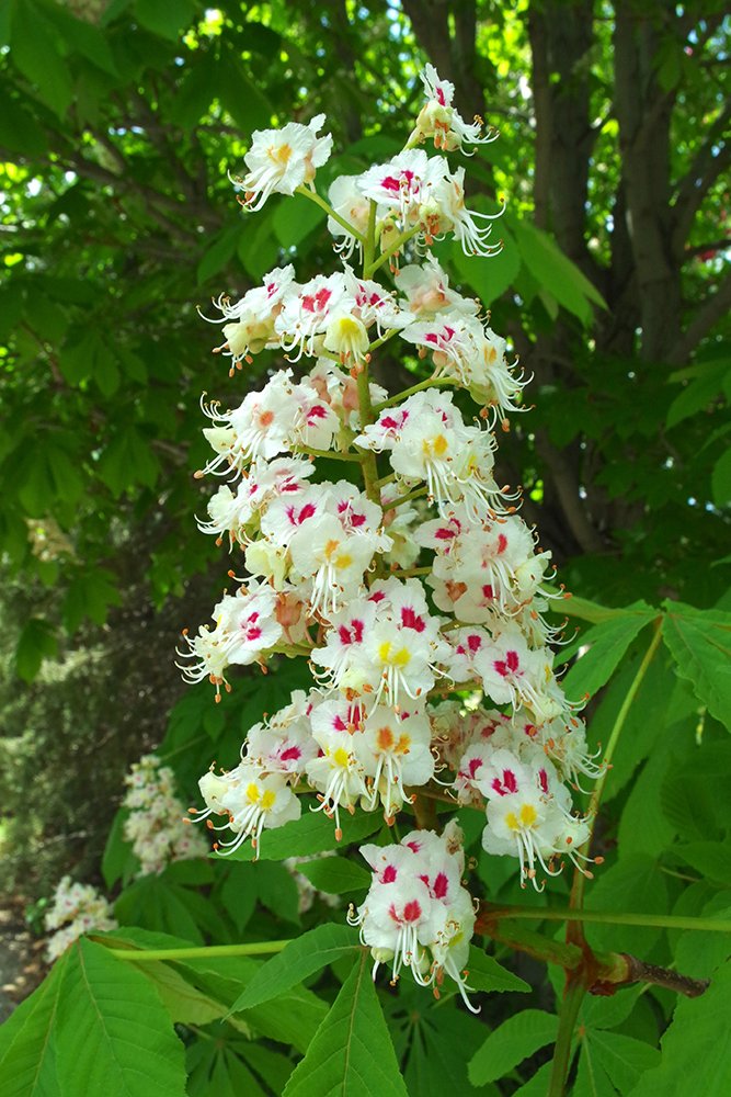 Aesculus-hippocastanum-Inflorescence-1-LEG18.JPG