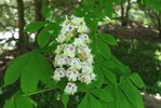 Aesculus-hippocastanum-Inflorescence-2-LEG18.JPG