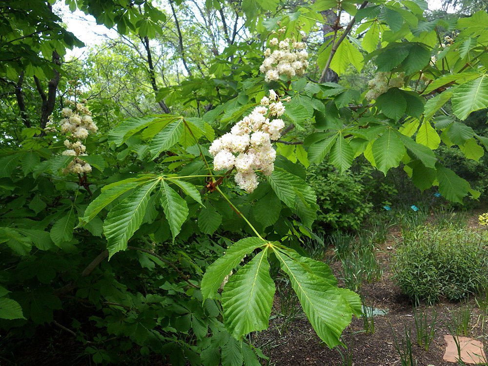 Aesculus hippocastanum 'Baumannii' Flower 1 HMS16.JPG