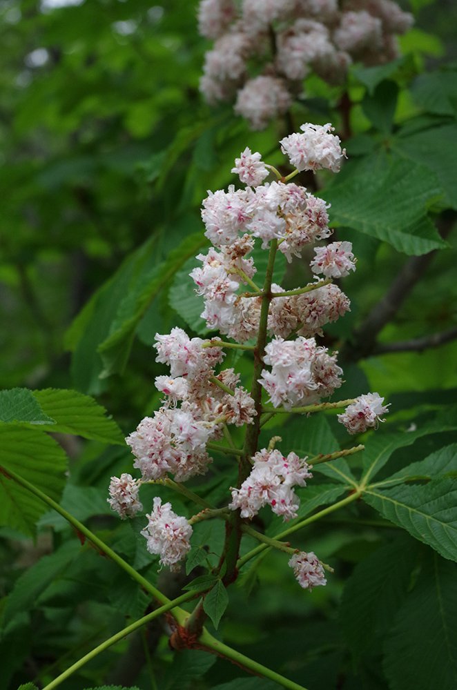 Aesculus hippocastanum 'Baumannii' Flower 1 JAM16.JPG