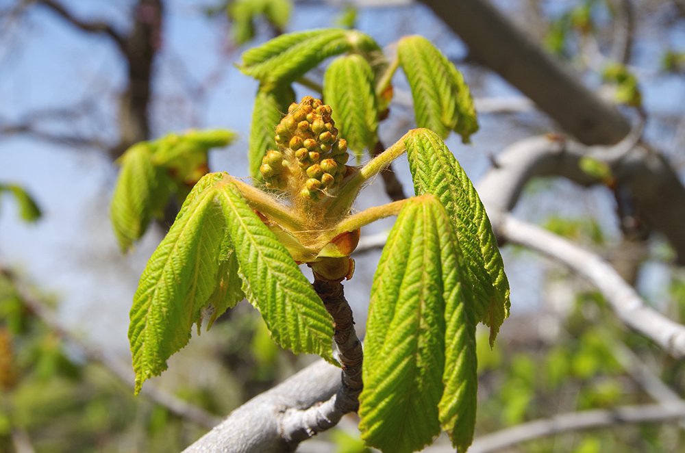 Aesculus hippocastanum 'Baumannii' Flower Buds JMH15.JPG
