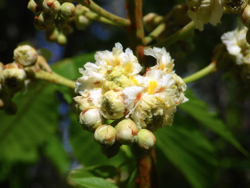 Aesculus hippocastanum 'Baumannii' Flower HMS16.JPG