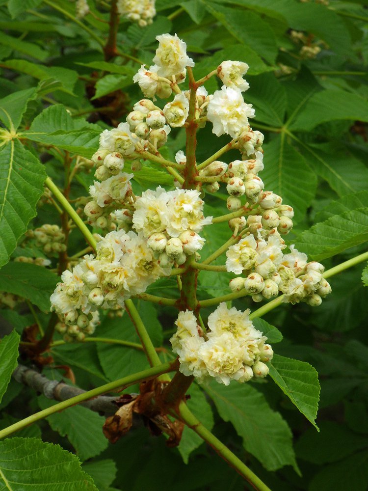 Aesculus hippocastanum 'Baumannii' Inflorescence 1 JWB15.JPG