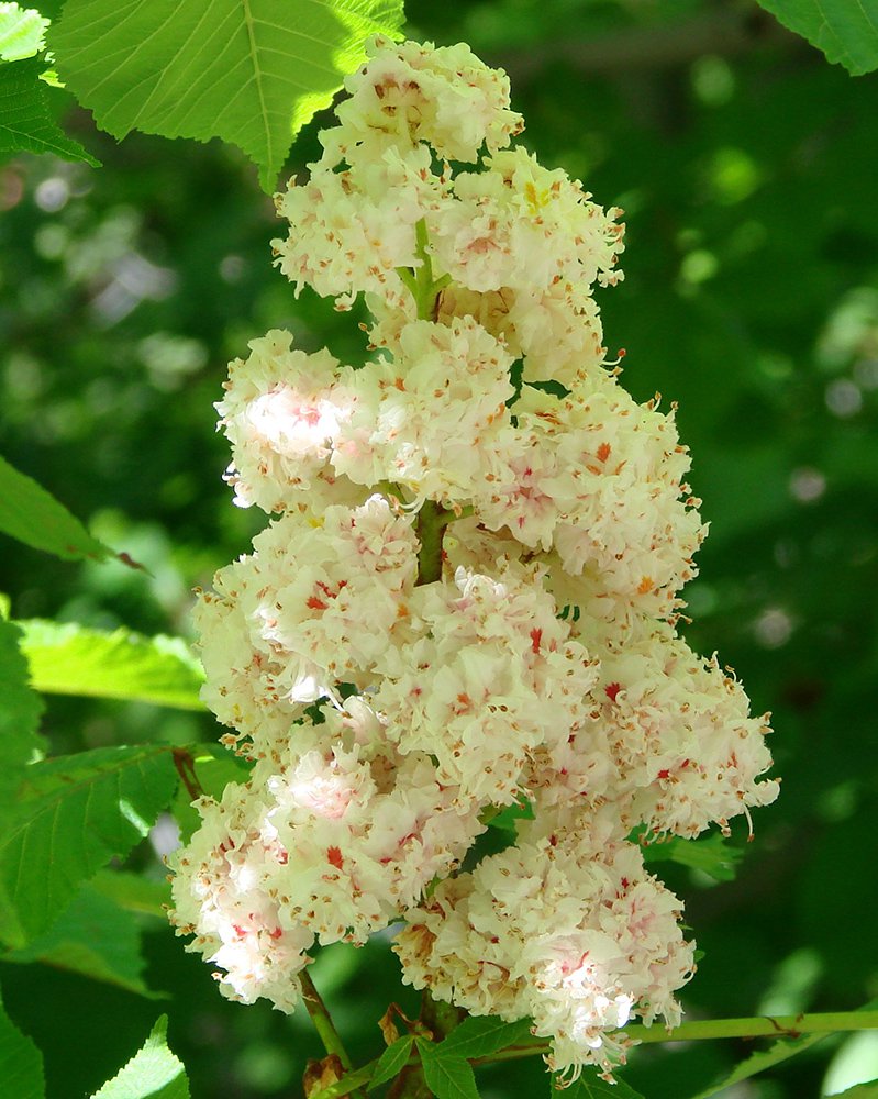 Aesculus hippocastanum 'Baumannii' Inflorescence JW12.JPG