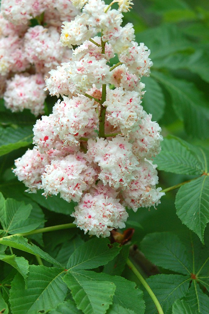 Aesculus hippocastanum 'Baumannii' Inflorescence JWB.JPG