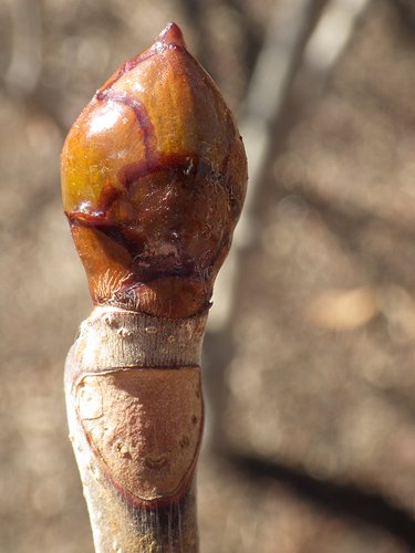 Aesculus hippocastanum 'Baumannii' Leaf Bud JWB17.JPG