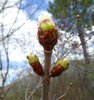 Aesculus hippocastanum 'Baumannii' Leaf Buds JWB15.JPG