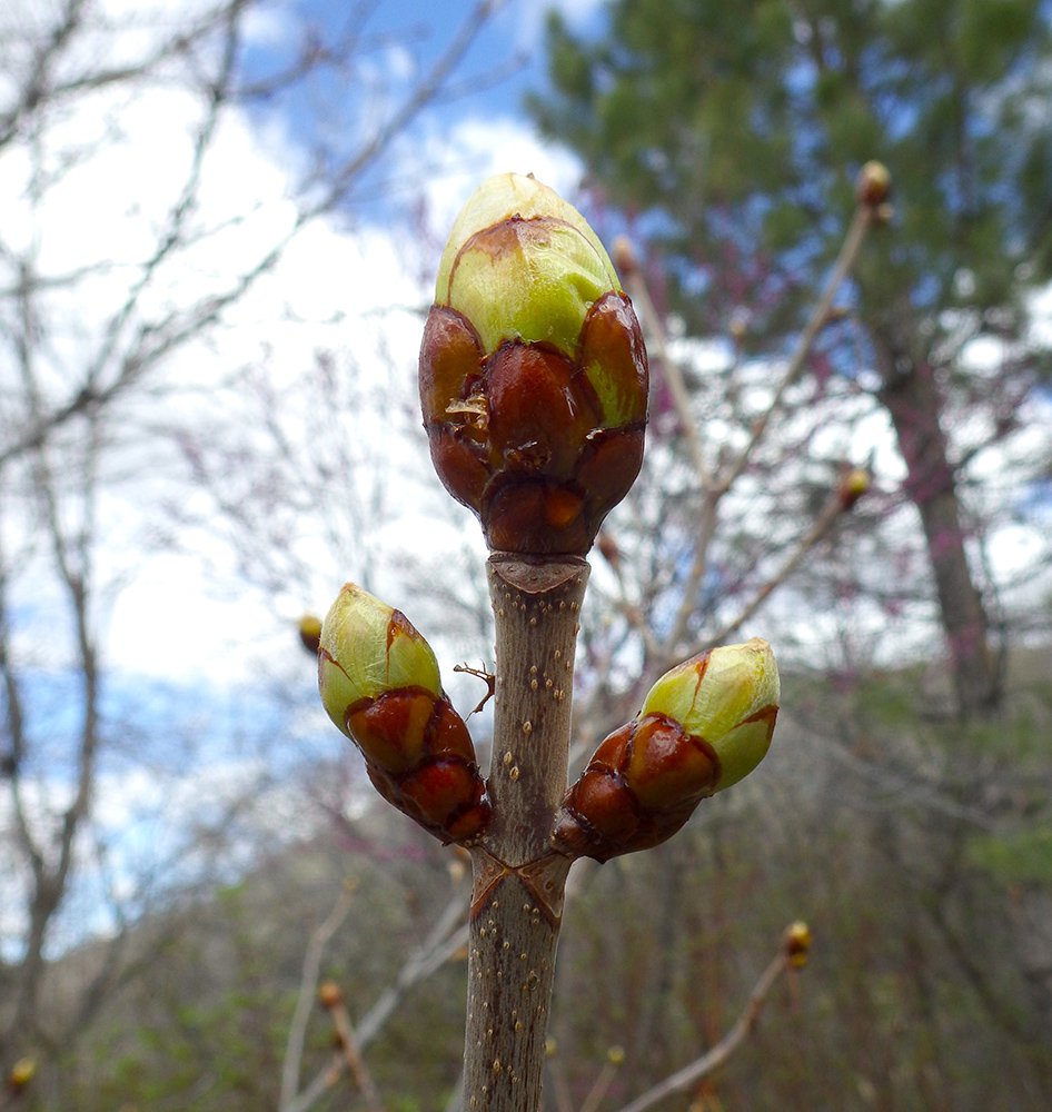 Aesculus hippocastanum 'Baumannii' Leaf Buds JWB15.JPG