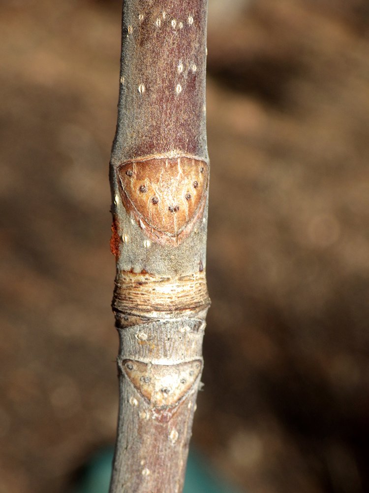 Aesculus hippocastanum 'Baumannii' Leaf Scar JWB17.JPG