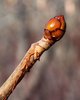 Aesculus hippocastanum 'Baumannii' Winter Bud SQS12.jpg