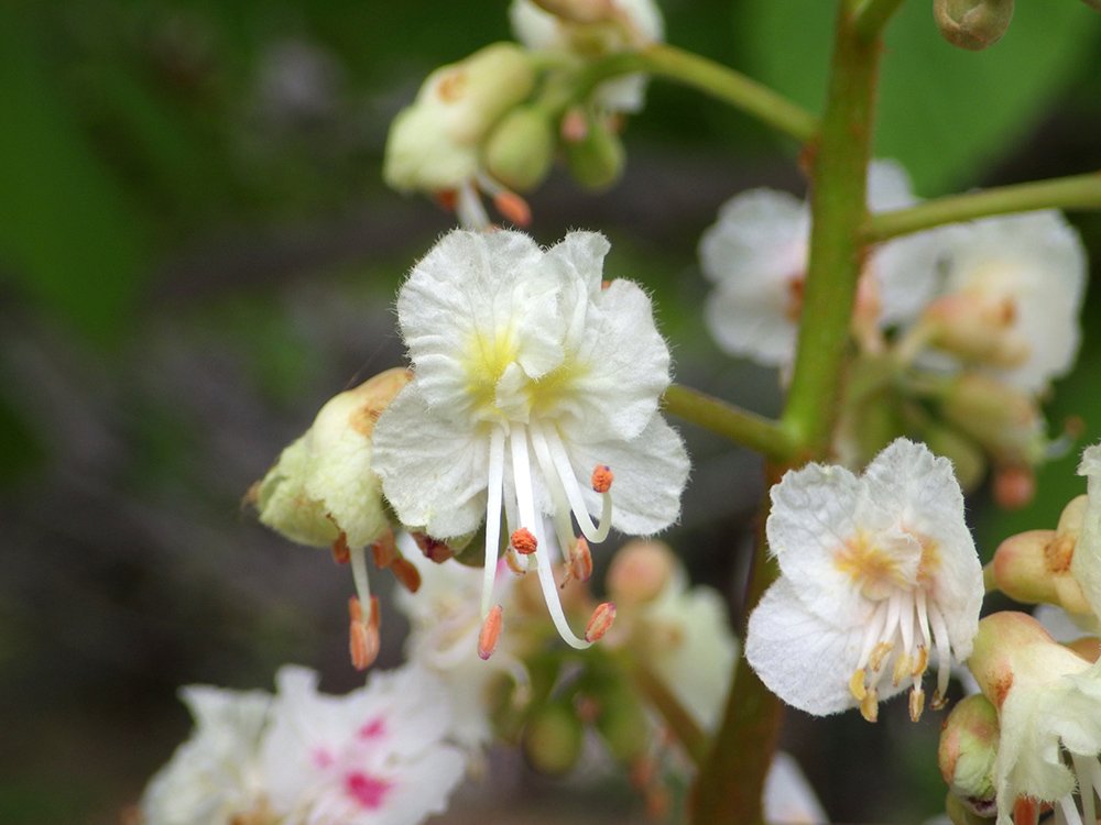 Aesculus hippocastanum Flower Front JWB15.JPG