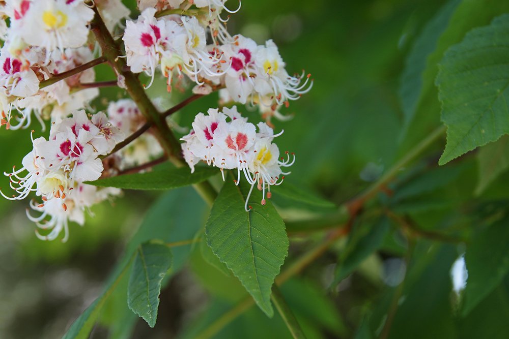Aesculus hippocastanum Flower SQS14.jpg