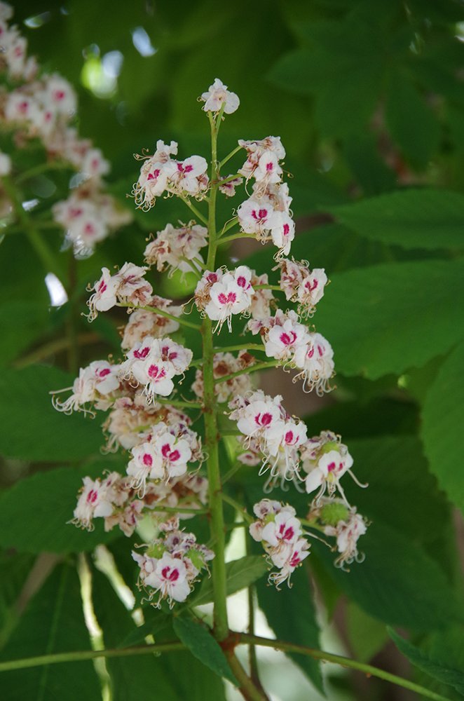 Aesculus hippocastanum Inflorescence JMH17.JPG