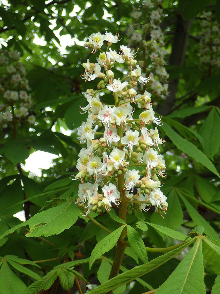 Aesculus hippocastanum Inflorescence JWB15.JPG
