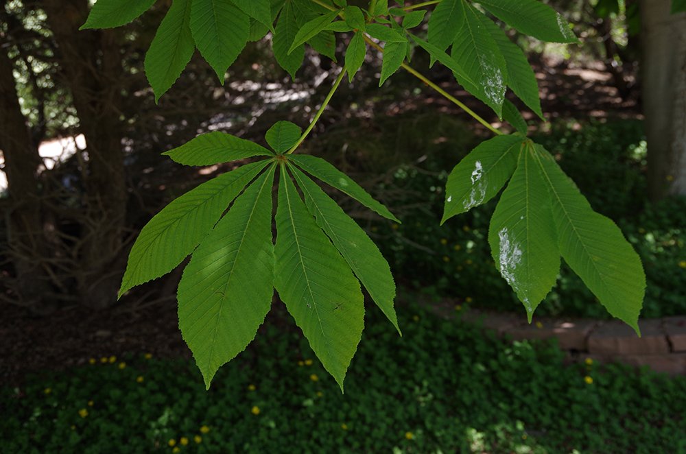 Aesculus hippocastanum Leaves JMH17.JPG