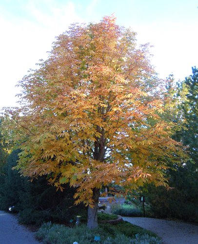 Aesculus x carnea 'Briotii' Fall Color Habit JWB12.JPG