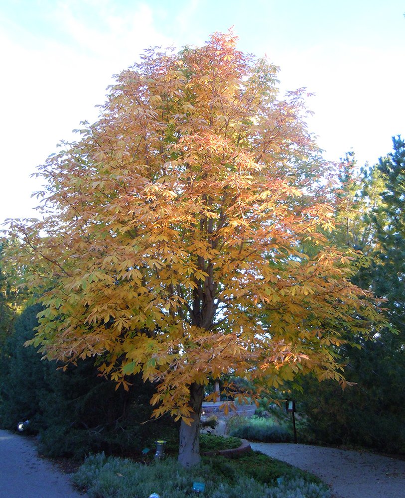 Aesculus x carnea 'Briotii' Fall Color Habit JWB12.JPG