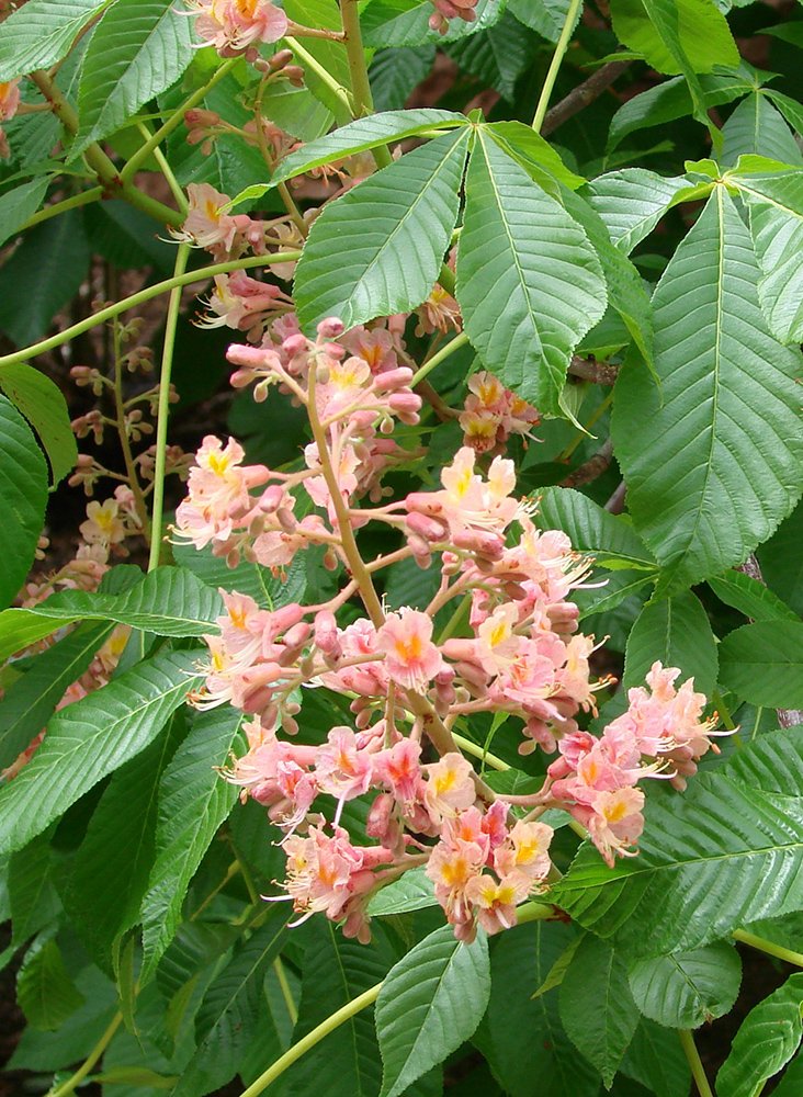 Aesculus x carnea 'Fort McNair' Flowers JW12.JPG