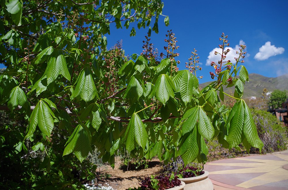 Aesculus x carnea 'Fort McNair' HMS16.JPG