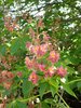 Aesculus x carnea 'Fort McNair' Inflorescence 1 JWB15.JPG