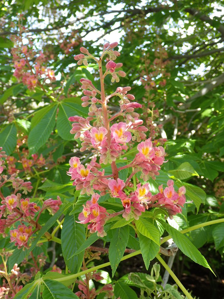Aesculus x carnea 'Fort McNair' Inflorescence 1 JWB15.JPG
