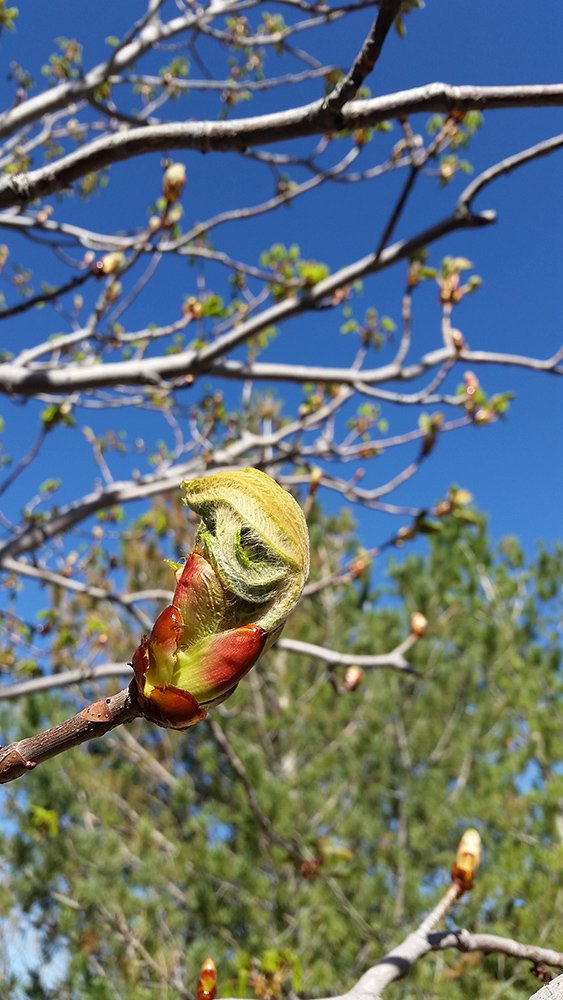 Aesculus x carnea 'Ft. McNair' Bud Emerging SQS15.jpg