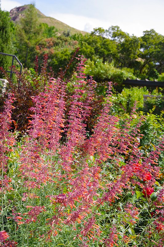 Agastache-rupestris-Flower-Summer-HMS25