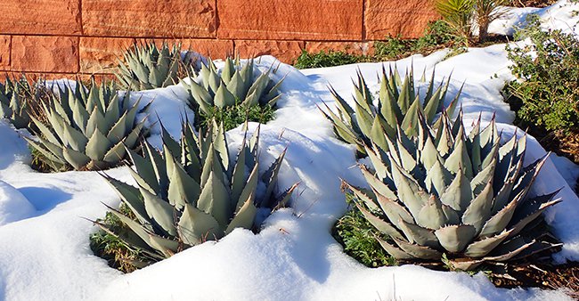 Agave-parryi-var. neomexicana-Winter-HMS21 copy 2