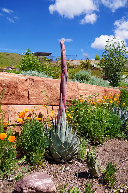 Agave parryi var. neomexicana Flower Stalk Spring HMS22