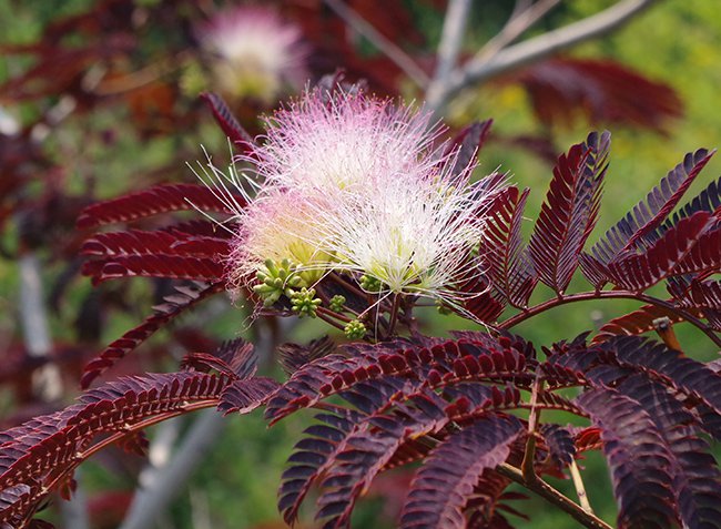 Albizia-julibrissin-&#x27;Summer-Chocolate&#x27;-Flowers-1-JWB21.JPG