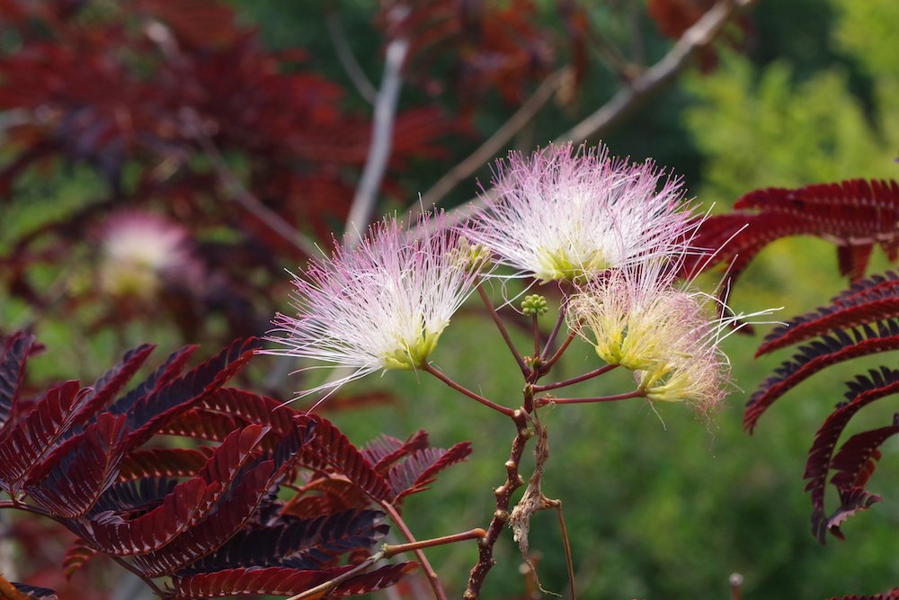 Albizia-julibrissin-'Summer-Chocolate'-Flowers-2-JWB21.JPG