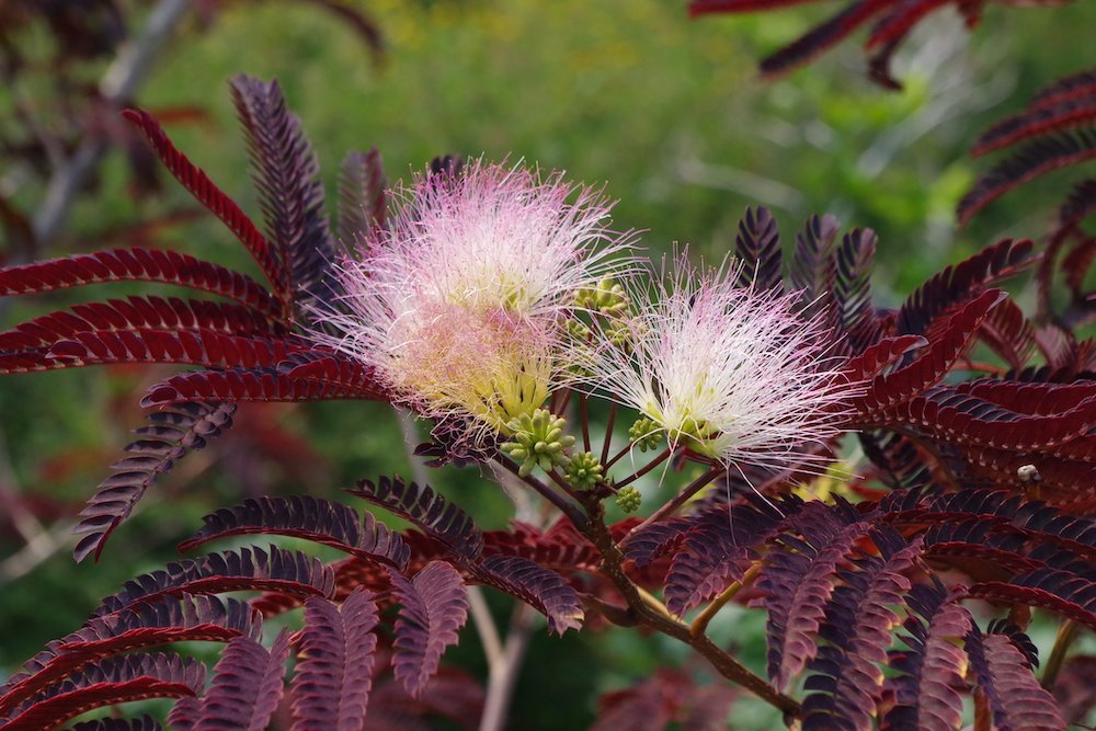 Albizia-julibrissin-'Summer-Chocolate'-Flowers-3-JWB21.JPG
