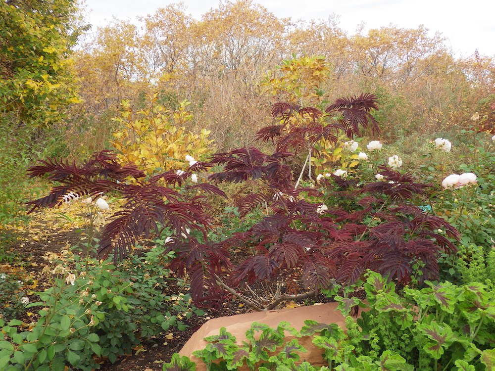 Albizia julibrissin 'Summer Chocolate' Habit HMS16.JPG