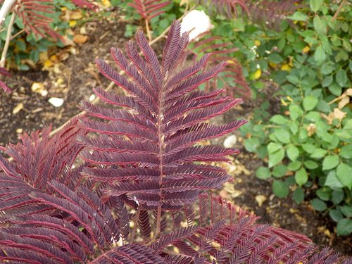 Albizia julibrissin 'Summer Chocolate' Leaves HMS16.JPG