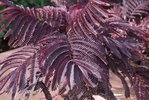 Albizia julibrissin 'Summer Chocolate' Leaves 1 LEG17.JPG