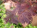 Albizia julibrissin 'Summer Chocolate' Leaves 2 HMS16.JPG