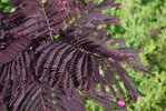Albizia julibrissin 'Summer Chocolate' Leaves LEG17.JPG