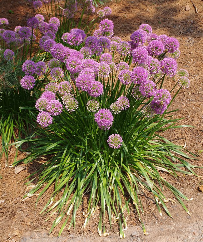 Allium-&#x27;Millenium&#x27;-Habit-in-Flower-JWB21.JPG