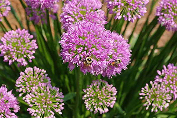 Allium-'Millenium'-Jason-Baker