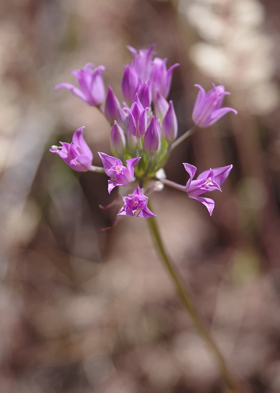 Allium-acuminatum-Flowers-1-JWB22