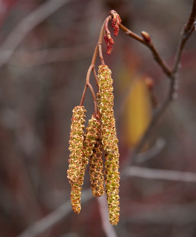 Alnus-incana-Catkins-2-JWB23