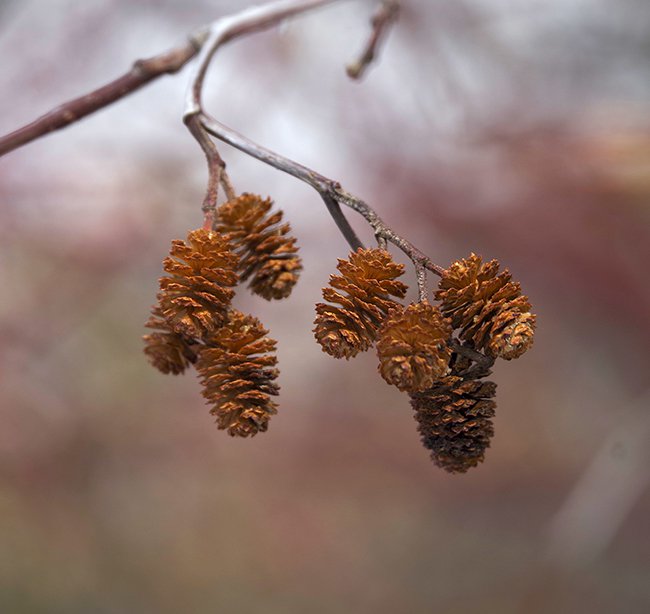 Alnus-incana-Female-Catkins-1-JWB22