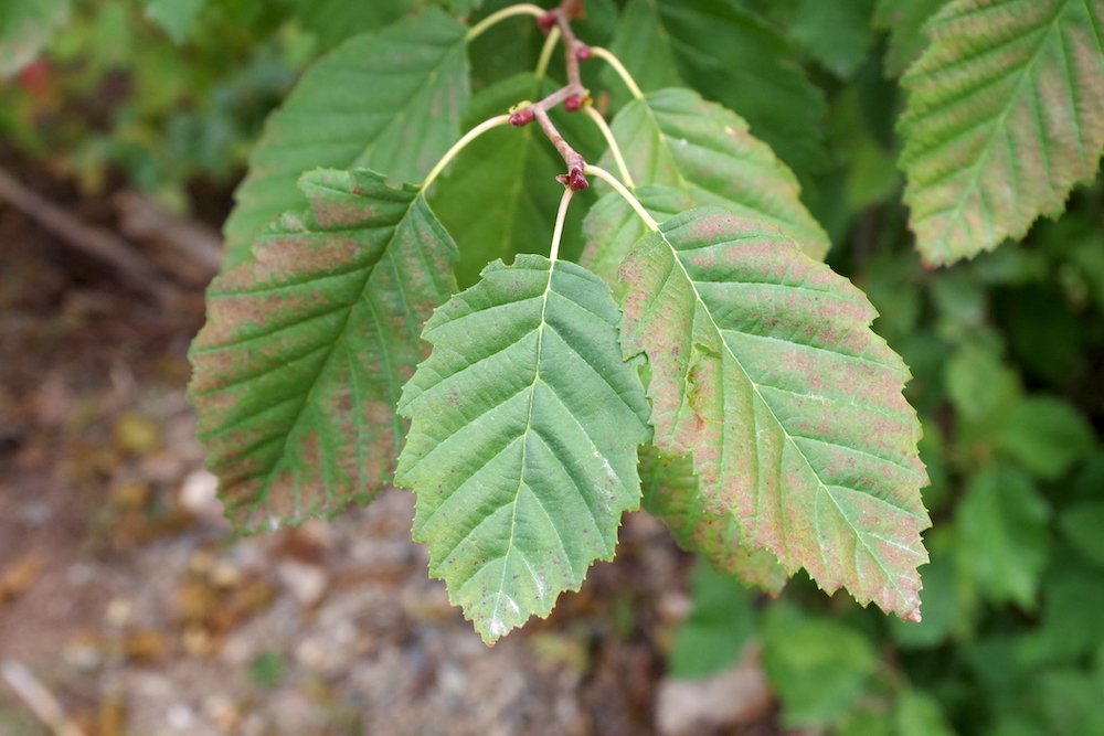 Alnus-incana-Leaves-1-JWB21.JPG